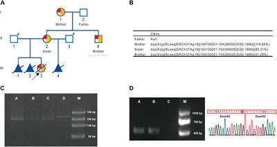 F8 gene inversion and duplication cause no obvious hemophilia A phenotype